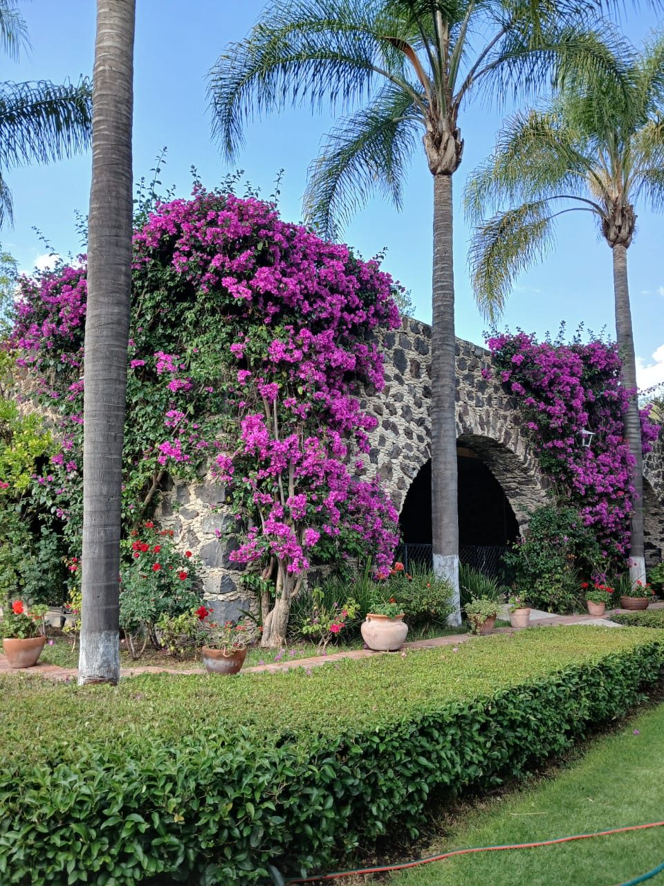 Arco de piedra con buganvilia y palmeras en Hacienda Dolores, Querétaro
