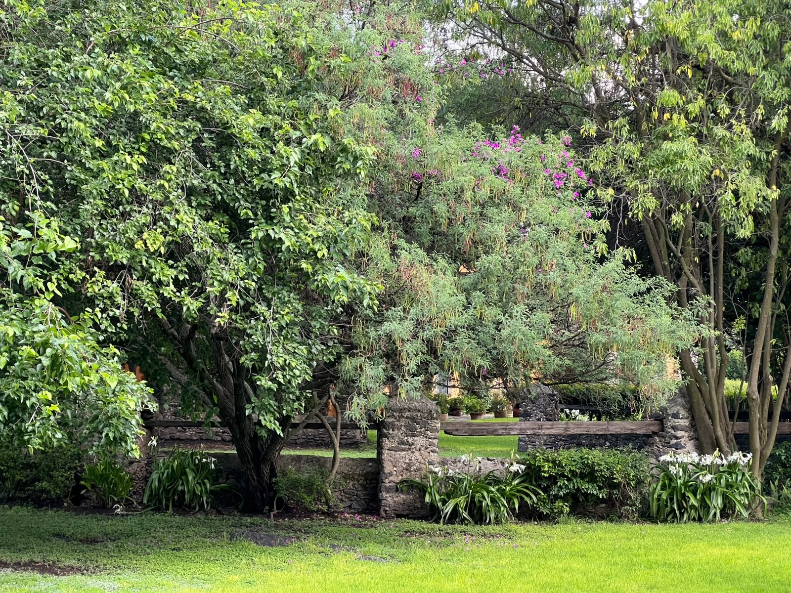 Jardines con árboles frondosos en Hacienda Dolores, salón de eventos en Querétaro