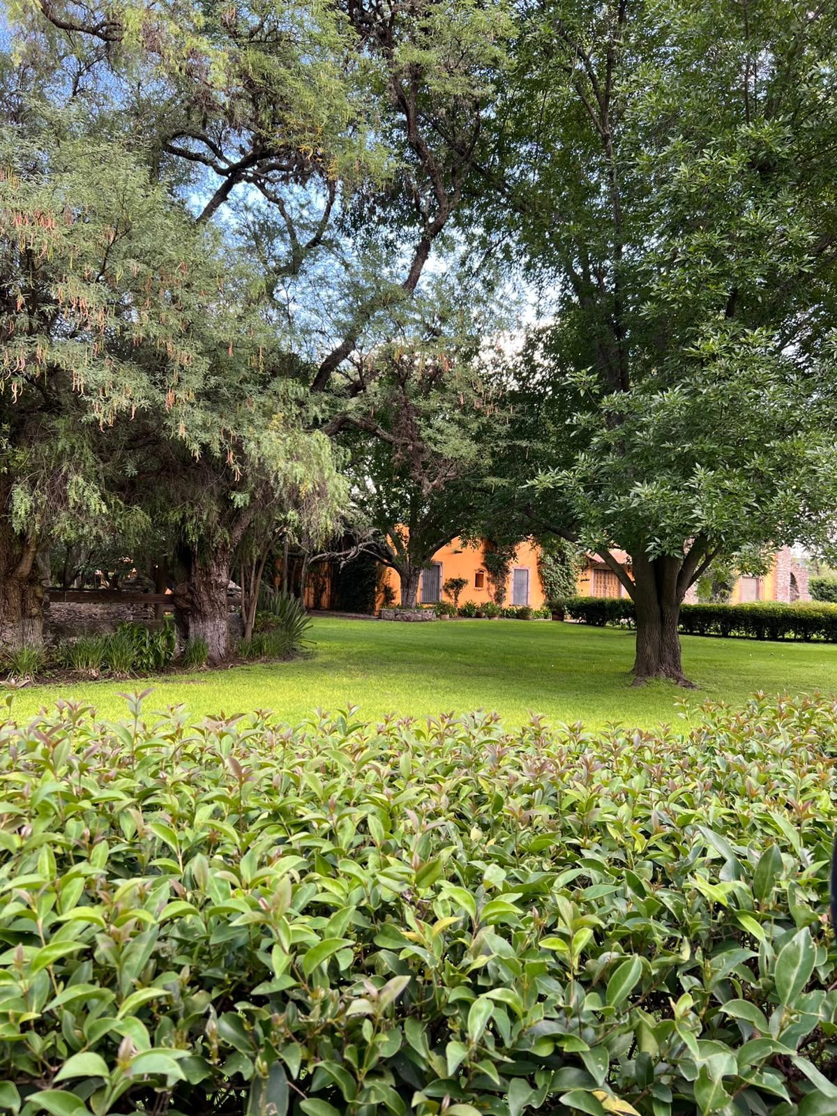 Jardín con seto de ficus y árboles en Hacienda Dolores, Querétaro